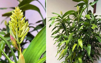 Loài cây đặt ban thờ khiến ông Thần Tài ưng ý, cây ra hoa là lộc trời rơi xuống, đời bạn sáng bừng!
