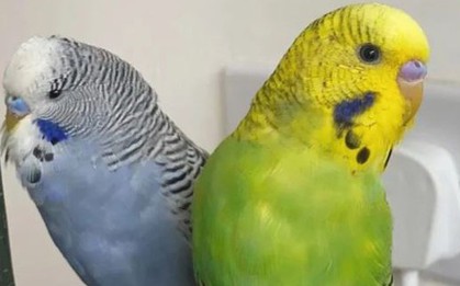 Chú vẹt vô tình nói một từ giúp người phụ nữ phát hiện bí mật động trời của bạn trai