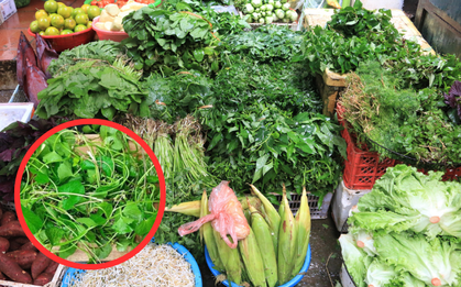 Loại rau dại xưa nhổ vứt đi, giờ được ví như "vàng trên mặt đất": Nhà giàu thi nhau mua!