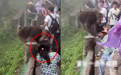 Bé gái bị khỉ túm tóc cắn vào đầu giữa vườn thú nhưng mọi người xung quanh chỉ đứng quay video khiến netizen bức xúc