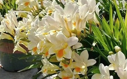 5 loài hoa "ướp hương mùa hè", mùi thơm sánh ngang nước hoa Pháp, dễ trồng hơn ăn kẹo