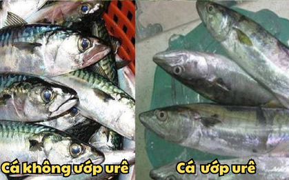 Cá ướp urê độc hơn "thuốc độc", nhưng có 5 dấu hiệu nhận biết để bạn KHÔNG mắc sai lầm khi mua