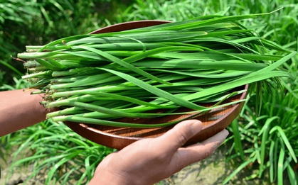 5 loại rau "không cần phun thuốc trừ sâu", nhất là cái số 1