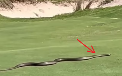 Đang đánh golf, người đàn ông bỗng hét lớn, nhân viên chạy ra chứng kiến cảnh tượng "suýt chết đứng"
