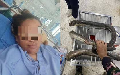 Bị rắn hổ mang chúa cắn khi hái nấm, người phụ nữ dùng tay không đánh chết rồi xách đến bệnh viện, bác sĩ choáng váng