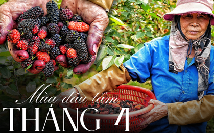 Loại quả từ loài cây "cổ lỗ sĩ", vươn mình thành cây kinh tế giúp nhiều nông dân "tím tay" đổi đời