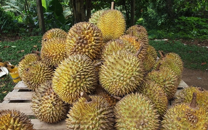 Cách phân biệt sầu riêng chín cây và sầu riêng nhúng thuốc