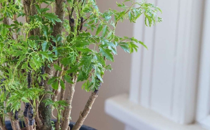Cây cảnh được ví như "nhân sâm của người nghèo" không chỉ chữa bệnh mà còn hút tài lộc, trấn giữ của cải!