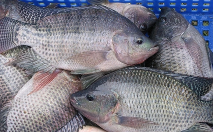 Đi chợ gặp loại cá giá rẻ này phải mua ngay: Vừa thơm ngon còn là “kho dinh dưỡng”, ngừa nhiều bệnh mãn tính