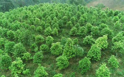 Cây trà giúp huyện nghèo của Việt Nam "vươn mình", thu tiền tỷ mỗi năm: Giá bán đắt đỏ bậc nhất thế giới