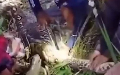 Mổ bụng trăn, người dân sốc nặng khi nhìn thấy thứ bên trong