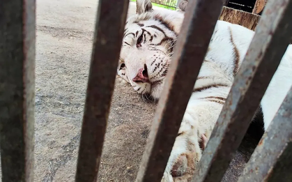 Người truyền cảm hứng cho toàn thế giới về tình yêu động vật bị hổ trắng vồ chết