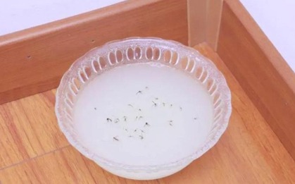 Đặt 1 bát nước trong nhà, ruồi muỗi sợ như gặp "kẻ thù": Diệt sạch không chừa con nào!