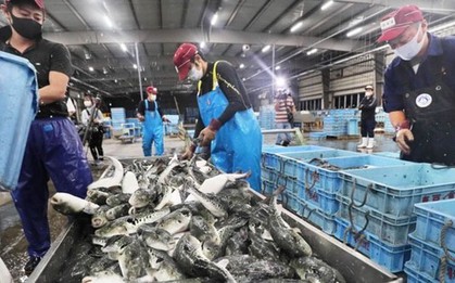 Áp thuế 46%: Hơn 37.000 tấn thủy sản Việt Nam đang trên đường sang Mỹ