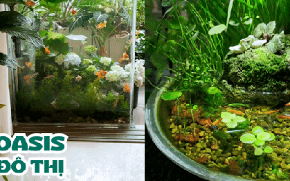 Đặt bể cá ở ban công: Tăng vượng khí hay sai lầm phong thủy?