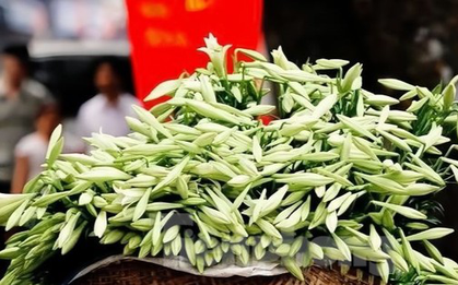 Hoa loa kèn rộn ràng khắp phố Hà Nội