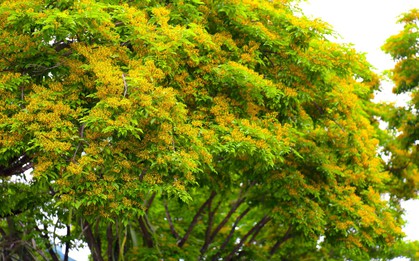 Loài hoa mong manh chỉ nở ít ngày gây bao thương nhớ