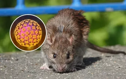 Cảnh báo nguy cơ tử vong do mắc virus hiếm lây lan từ chuột