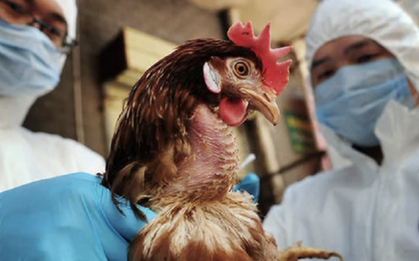 6 ổ dịch cúm gia cầm xuất hiện, Hà Nội chủ động mọi phương án phòng dịch