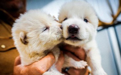 Loài vật quý hiếm bậc nhất thế giới, tuyệt chủng cách đây 12.500 năm, vừa được hồi sinh