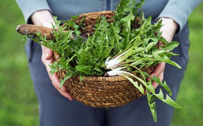 Việt Nam có loại cỏ mọc dại khắp nơi được chuyên gia Mỹ khen “tuyệt vời”: Bổ gan, phòng cả ung thư