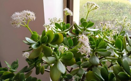 Nhà có 7 loại cây nở hoa, gia chủ "đổi vận" thăng quan phát tài, tiền tụ như mây kéo!