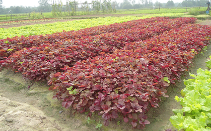 Việt Nam có loại rau nhiều sắt hơn thịt bò, được Trung Quốc quý như “vàng”: Tốt cho gan, bảo vệ tim