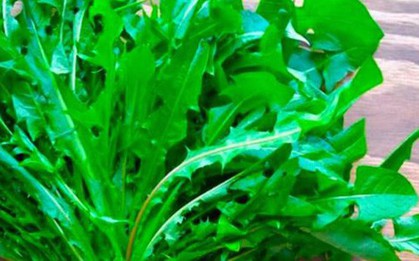 Cây dại ven đường ở Việt Nam sang nước ngoài hoá đặc sản đắt đỏ, Mỹ đánh giá "tốt bậc nhất thế giới"