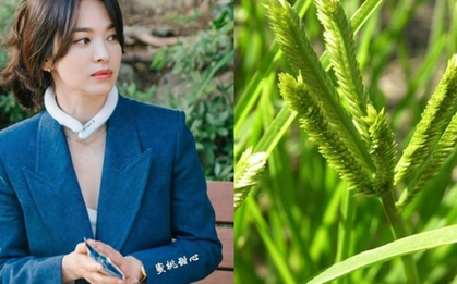 Việt Nam có 1 loại lá chống rụng tóc, kích thích mọc tóc con rất tốt: Tận dụng có thể trị được nhiều căn bệnh quen thuộc hiệu quả