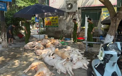Phát hiện hơn 1 tấn thịt lợn xuất huyết ngoài da, ruồi bâu đầy chuẩn bị lên lò nướng