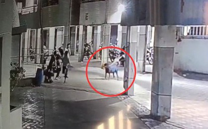 Đang đi cùng dì, bé gái 4 tháng tuổi bị chó dữ tấn công tử vong