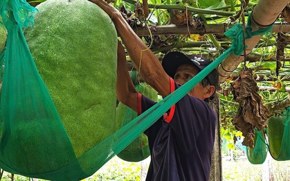 Độc lạ Bình Định: Làng trồng bí đao khổng lồ, quả nặng hơn 60kg