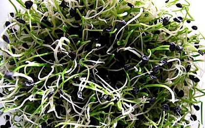 Trong nhà có 4 thực phẩm này mọc mầm đừng dại vứt đi: Không độc còn “lãi” gấp mấy lần dinh dưỡng!