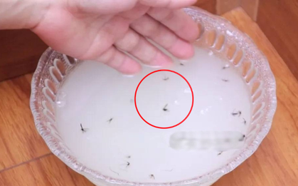 Bát "nước thần" khiến muỗi sợ bay màu, đặt ở vị trí nào cũng hiệu quả như "vàng mười"