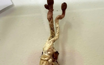 Ăn "đông trùng hạ thảo" mọc trên nhộng ve, 1 người nguy kịch