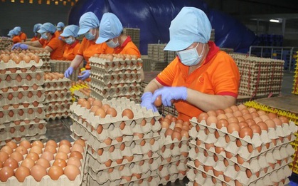 Đề nghị xác minh, xử lý nghiêm việc bịa đặt về trứng gà giả khiến người nông dân điêu đứng
