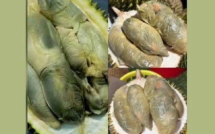 Giống sầu riêng có màu như bị mốc nhưng hương vị gây "nghiện", giá gần 1 triệu đồng/kg