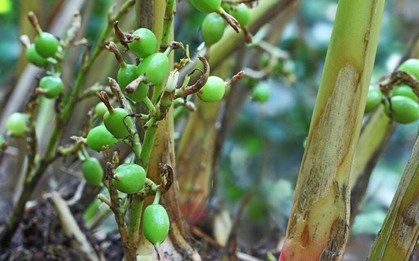 Việt Nam có loại gia vị đắt bậc nhất thế giới, chỉ hơn 10 nước trồng được: Đặc tính dược liệu ấn tượng