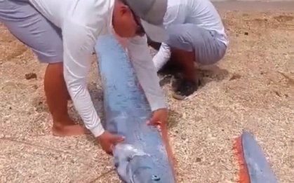 Cá Mái chèo dài gần 3 m bất ngờ xuất hiện ở Vĩnh Hy