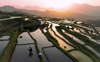 Biến đổi khí hậu có thể làm tăng thạch tín trong gạo