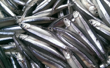 Gặp loài cá này ở chợ Việt nên mua ngay, được Mỹ đánh giá “bổ hơn cá hồi”, giàu canxi hơn sữa bò