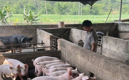 Thành phố Cao Bằng tiêu hủy gần 3 tấn lợn mắc dịch tả lợn châu Phi