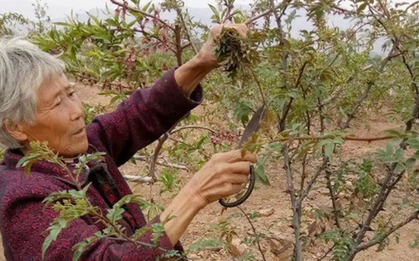 Cây xưa chỉ lấy quả, nay hái lá non đem bán cũng ra tiền