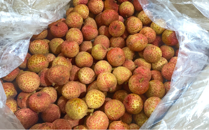 1 loại quả ngọt của Việt Nam được thương nhân Trung Quốc "quý như vàng", sang tận nơi để thu mua với giá cao