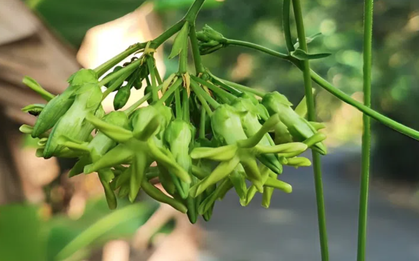 Loại hoa đem nấu canh giúp bổ gan, thận: Việt Nam trồng nhiều, người dân đem bán, kiếm hơn 1 tỷ đồng/năm