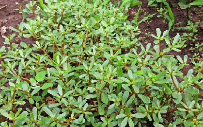 1 loại rau mọc dại ở Việt Nam, người Trung Quốc gọi là “rau trường thọ”: Là “kho” omega 3, lợi không kém thuốc bổ
