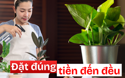 3 góc thường bị bỏ quên trong nhà - đặt đúng một chậu cây là ngăn được thất thoát tiền bạc