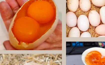 Thực hư thông tin về các loại trứng gà 2 lòng đỏ, vỏ nhiều màu sắc