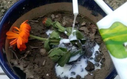 Đừng tưới cây bằng 3 loại "nước độc" kẻo cây chết oan uổng, công chăm đổ sông đổ bể!