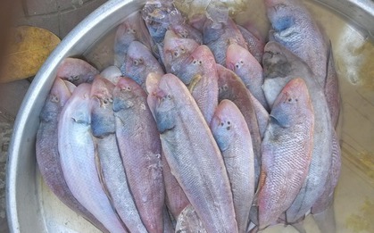 Loại cá được mệnh danh là "hoàng đế" chợ quê, ít xương, thịt mềm như tan trong miệng, dinh dưỡng tựa nhân sâm